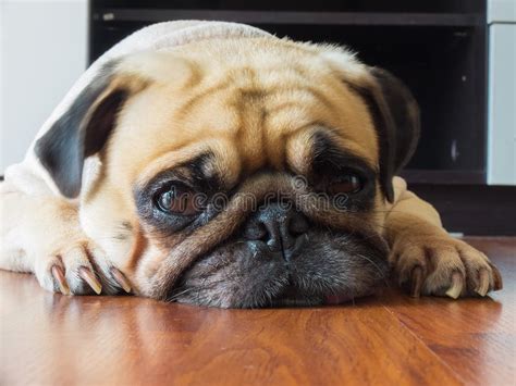 La Cara Del Primer Del Resto Lindo Del Perro De Perrito Del Barro