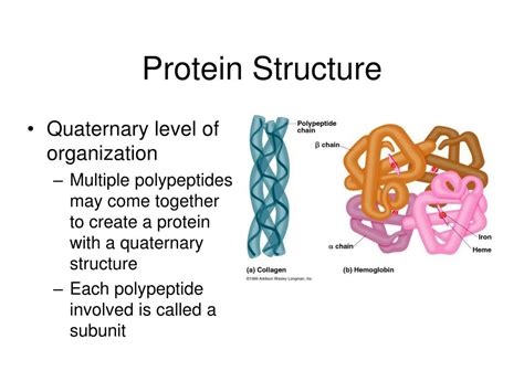 Ppt Protein Structure And Function Powerpoint Presentation Free Download Id 3070940