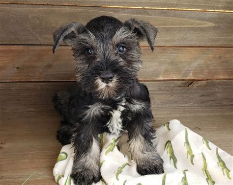 Salt And Pepper Miniature Schnauzer Puppies For Sale 2023