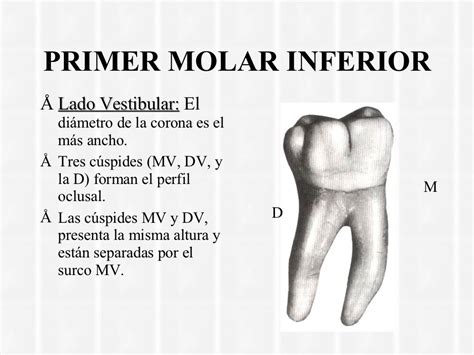 Anatomia Segundo Molar Inferior BRAINCP