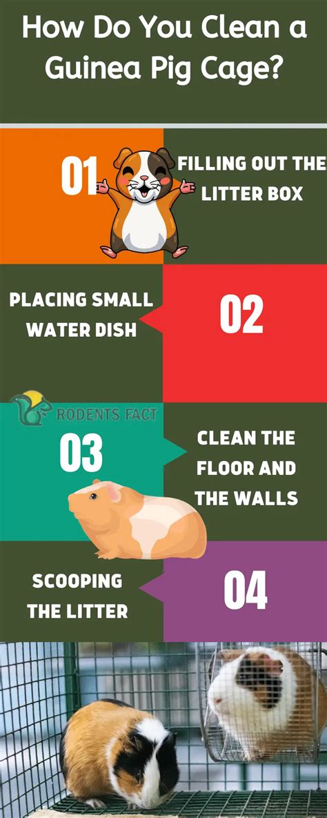 How Do You Clean a Guinea Pig Cage? Process and Tips