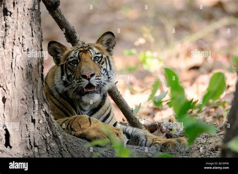 Bengal Tiger Cub Curiously Looks From Behind A Tree Shot In