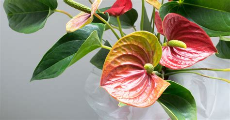 Anthurium Significato Coltivazione Fioritura E Come Curarla