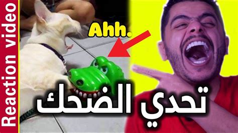 صور كلاب مضحكه ووردز