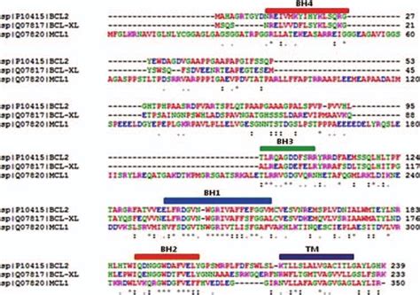 Sequential Alignment Of Bcl 2 Bcl Xl And Mcl 1 Proteins According To Download Scientific