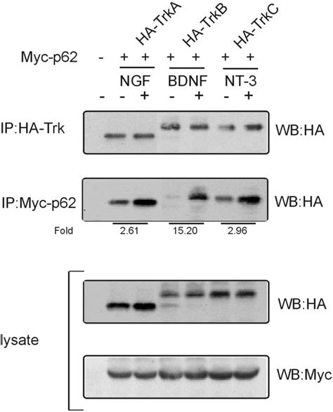 Interaction Of P62 With Trka B And C Hek 293 Cells Were