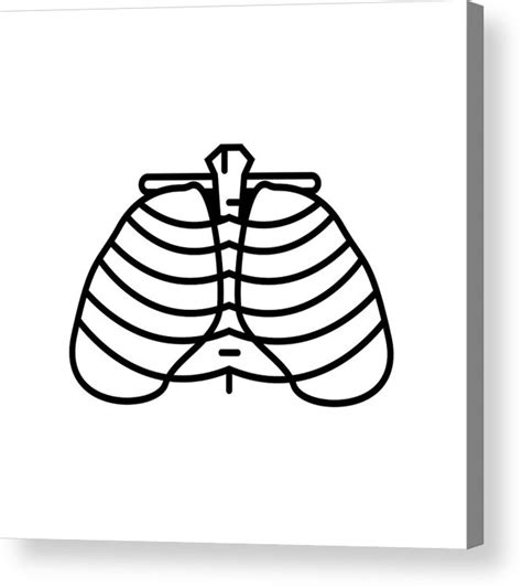 Human Ribs Drawing | Free download on ClipArtMag