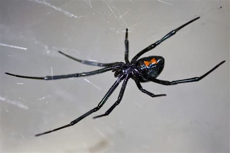 Black Widow Spider Eats Husband Deadly Black Widow Spiders Feast On