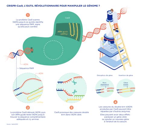 Crispr Cas Loutil R Volutionnaire Pour Modifier Le G Nome Leem