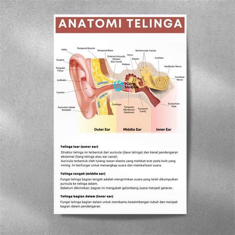 Jual Poster Kesehatan Anatomi Telinga A3 Gambar Edukasi Di Seller