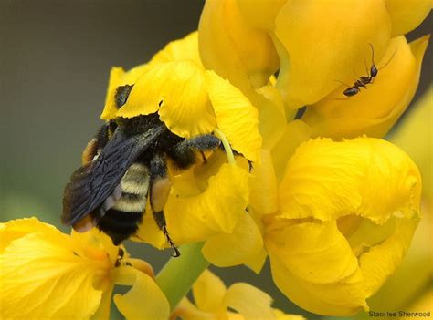 The Fuzzy Bee A Poem Warning Of Their Extinction