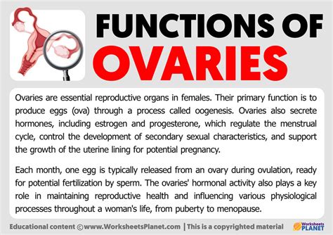 Functions of Ovaries