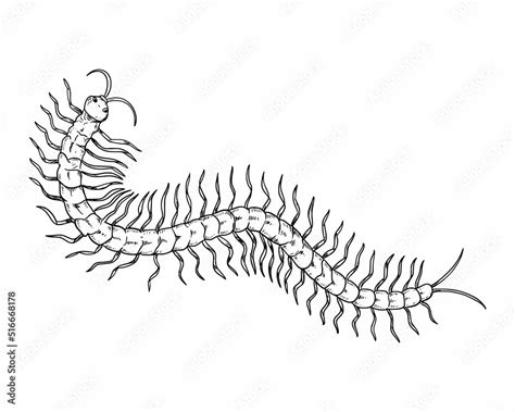 Hand drawn sketch of centipede. Vector Illustration Stock Vector ...