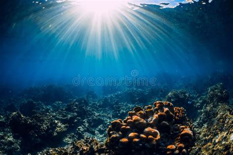 Cena Submarina Corais Rochas E Raios Solares Oceano Tropical Foto