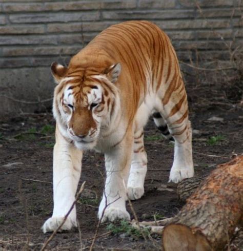 Beautiful Golden Tabby Tiger