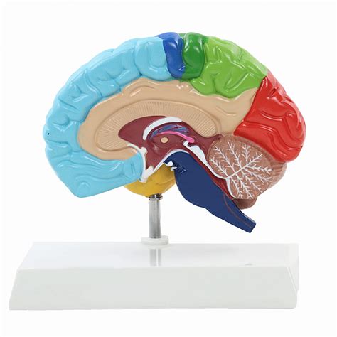 Buy Anatomical Models Human Brain Model 11 Right Hemisphere Life Size