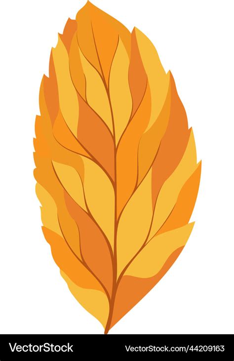 Ash Tree Leaf Royalty Free Vector Image Vectorstock