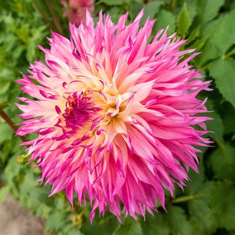 Buy Pinelands Princess Dahlia Fimbriata Dahlias Brecks