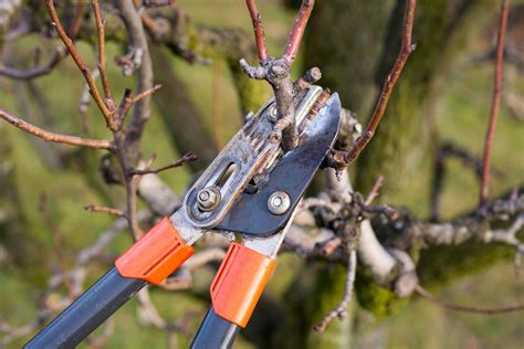 Peach Tree Pruning » Top Trimming Tips