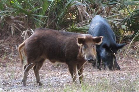 Wild Hogs in Florida | My Exquisite Florida