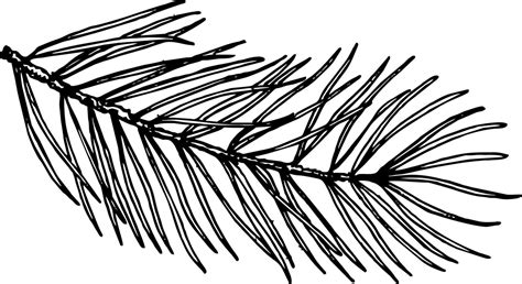 Hand Drawn Pine Tree Branch Vector Illustration Black Pen In Vintage