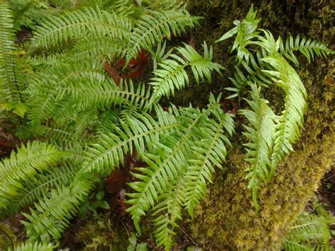 Polypodium Glycyrrhiza Licorice Fern