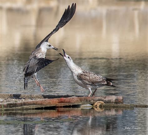 Birds Of Malta Photo Competition Closed Birdlife Malta