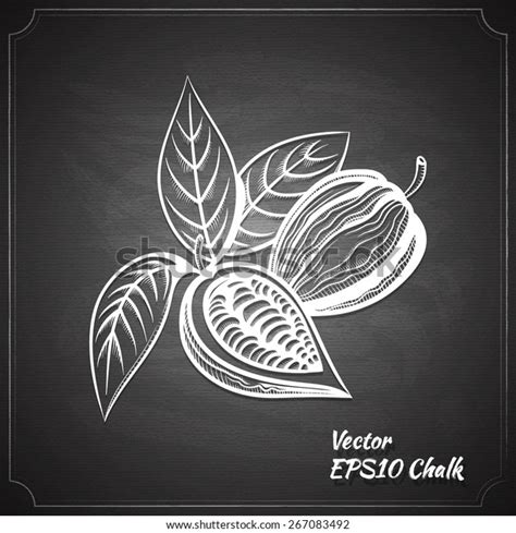 Cacao Bean Chalk Painted On Chalkboard Stock Vector Royalty Free