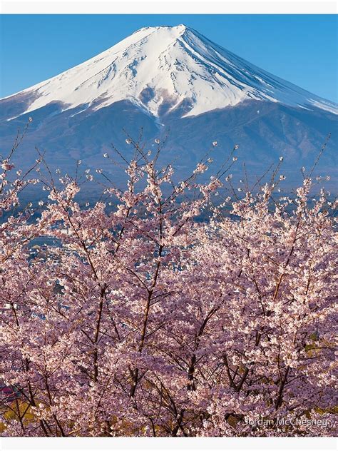 "Cherry Blossoms below Mount Fuji - Yamanashi, Japan" Poster for Sale ...