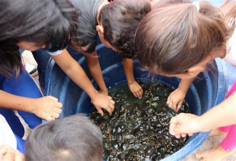 Programa Manejo De Quel Nios Em Juruti Comunit Rios Realizam A Soltura