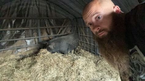 Pig birth - YouTube