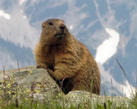 Alpine Marmot - Facts, Diet, Habitat & Pictures on Animalia.bio