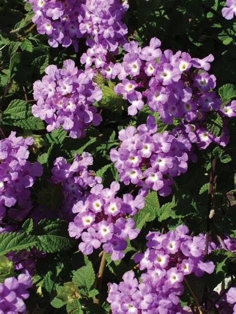 Lantana Plants Guide To Growing And Care Artofit