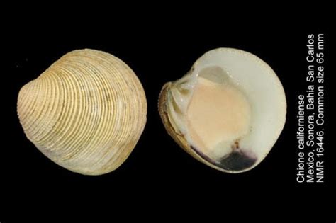 West Coast Venus Clams California Sea Grant