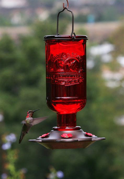 Attracting Hummingbirds To Your Garden Is Not As Difficult As It Might Seem Find Out Which