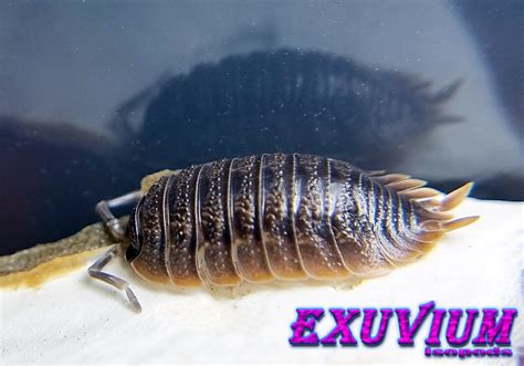 Porcellio Dilatatus Giant Canyon Woodlouse Exuvium