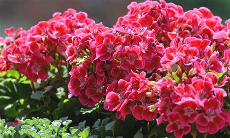 C Mo Cuidar Los Geranios En Verano Nucleo Jardin