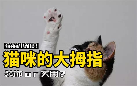 猫咪的“大拇指”到底有什么用途？90铲屎官都有过的疑问 哔哩哔哩