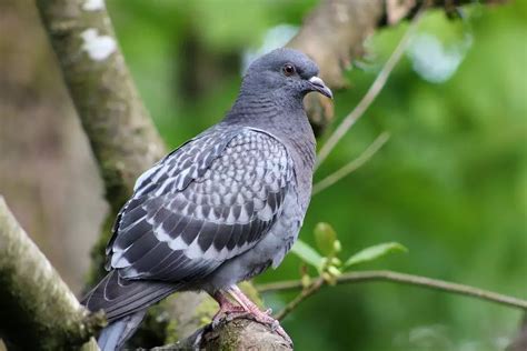 11 Arti Mimpi Tentang Burung Dipercaya Membawa Pertanda Baik