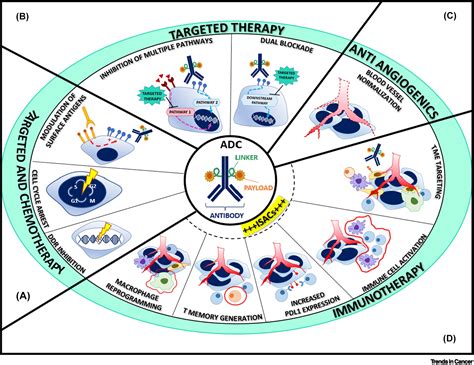 Antibodydrug Conjugates In Search Of Partners Of Choice Trends In Cancer