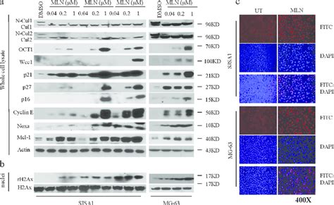 Mln4924 Inhibits Neddylation Of Cullins And Induces Accumulation Of Crl