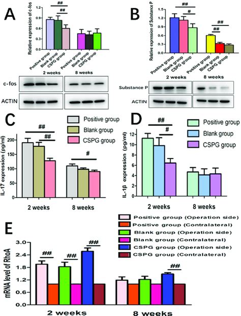 Results Of Pain Related Marker And Rhoa Gene Expression A And B