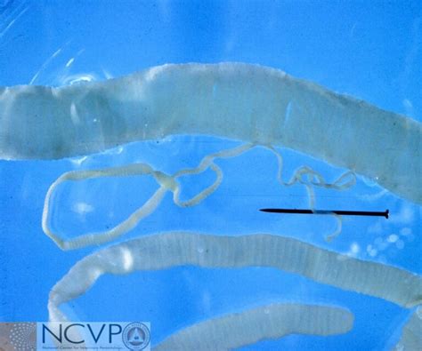 Intestinal Tapeworm In Cattle Wormboss