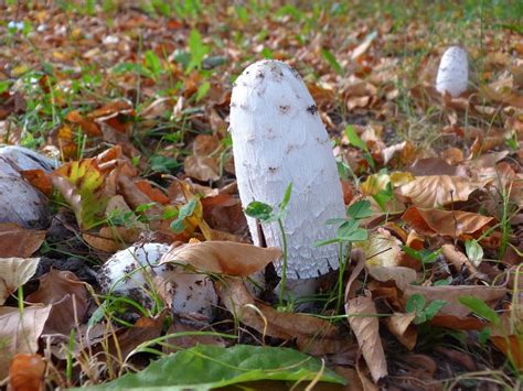 Mushrooms Nature Forest Free Photo On Pixabay Pixabay