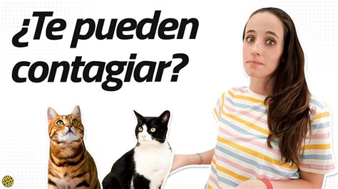 Gripe Aviar En Gatos Todo Lo Que Necesitas Saber Youtube