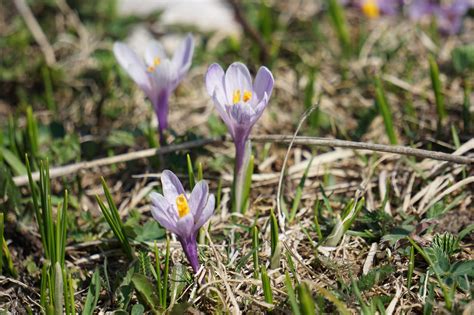 Lo Spettacolo Delle Fioriture Primaverili Nel Parco Nazionale Dolomiti