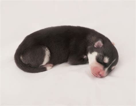 Recién nacido husky siberiano cachorro edad de 1 días husky dog