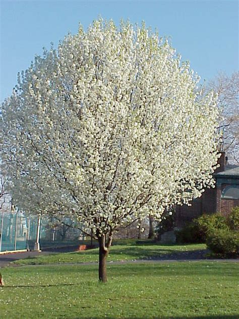 Bradford Pear Mature In Bloom Flickr Photo Sharing