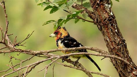 Bird Watching In Rwanda Birding Safaris In Rwanda