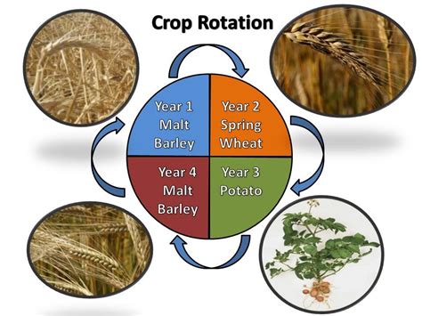 Crop Rotation